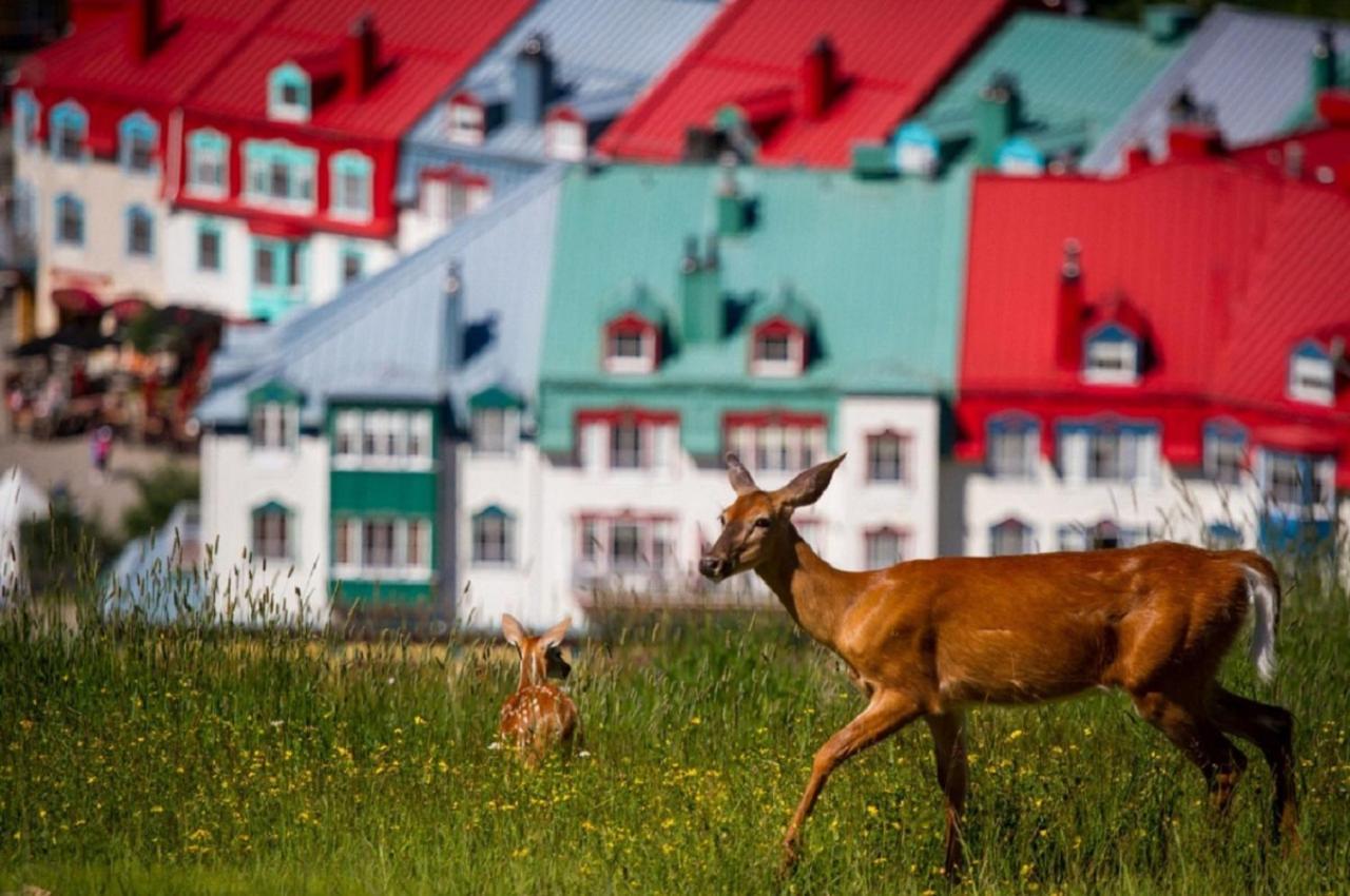 Stunning - View On Tremblant & Mountain Appartement